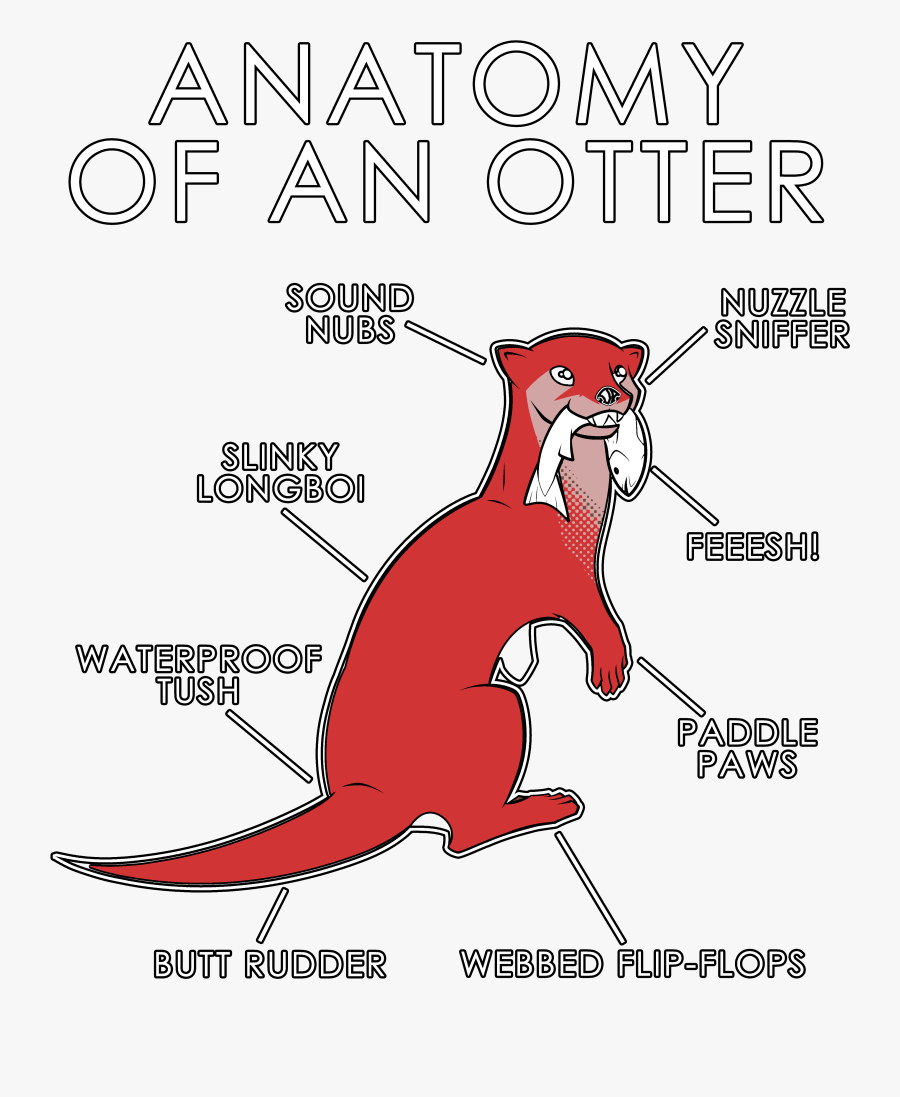 Anatomy Of An Otter - Cat Yawns, Transparent Clipart