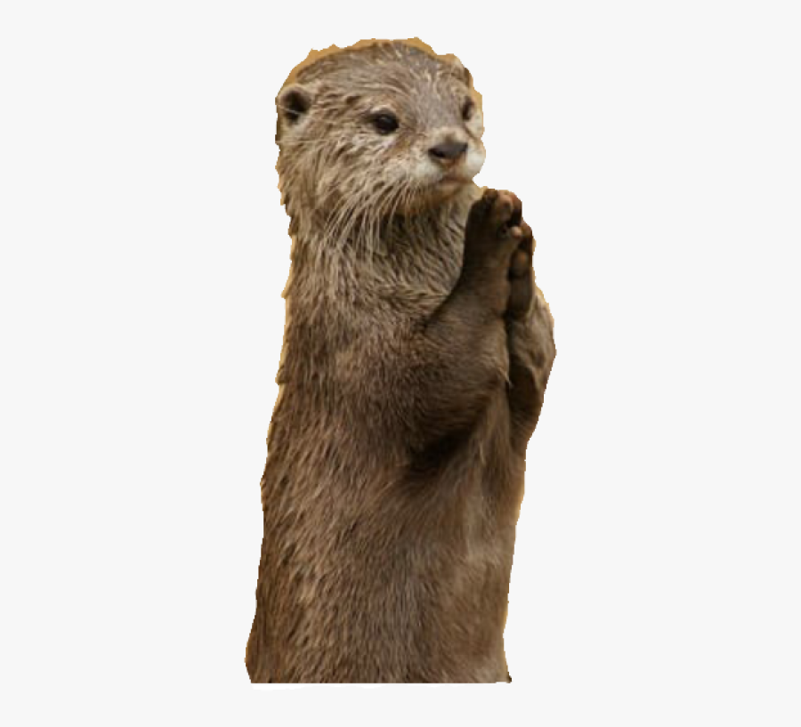 Otter Funny Png, Transparent Clipart