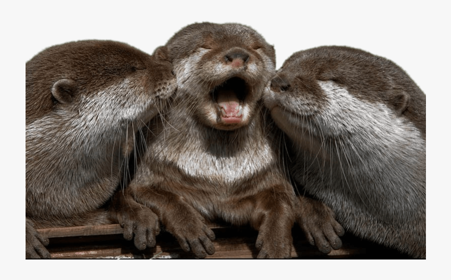 Cute Super Cute Otter - River Otter Kissing, Transparent Clipart