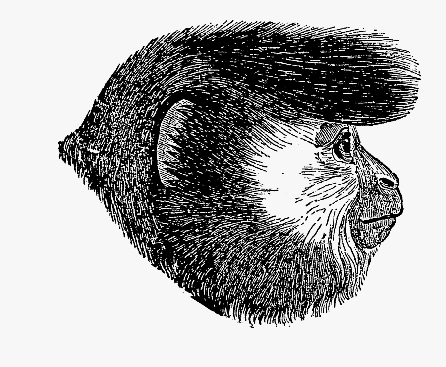 Illustration, Transparent Clipart