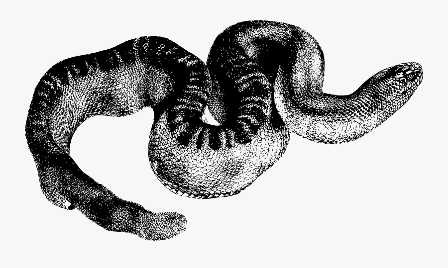 Stoke"s Seasnake Icons Png - Snakes, Transparent Clipart