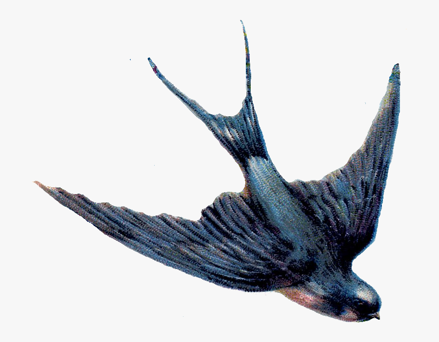 Swallow Png, Transparent Clipart