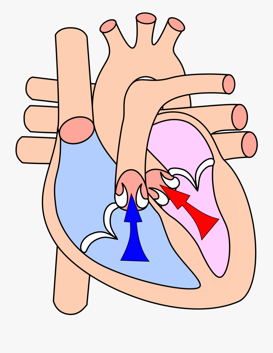 Systole Wikipedia - Ventricular Systole, Transparent Clipart