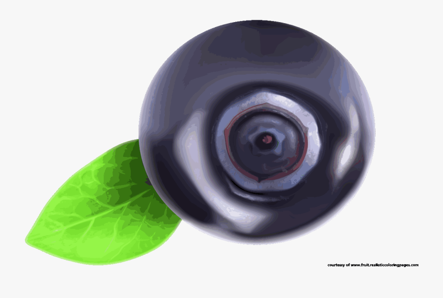 Macro Photography, Transparent Clipart