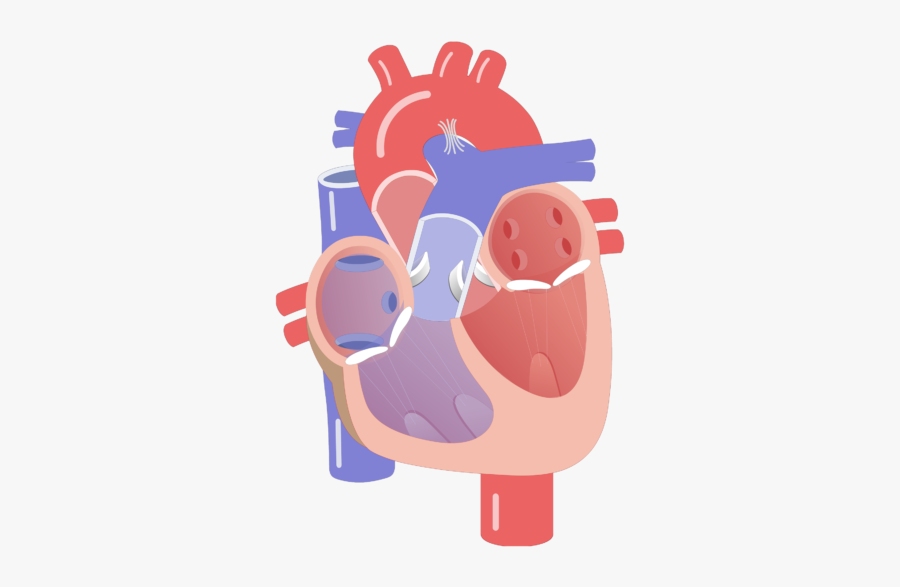 Heart Valve Of The - Heart Valve Clip Art, Transparent Clipart