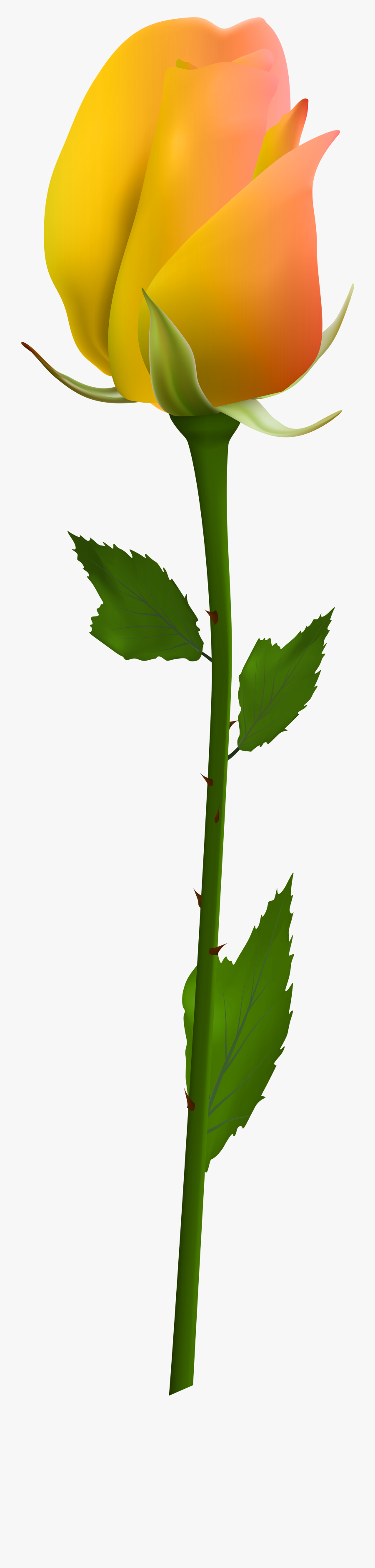 Transparent Background White Rose, Transparent Clipart