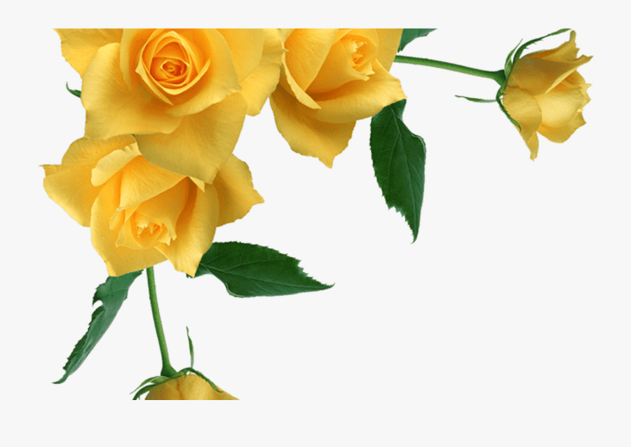 Vintage Rose Border Corner Transparent - Yellow Roses Transparent Background, Transparent Clipart