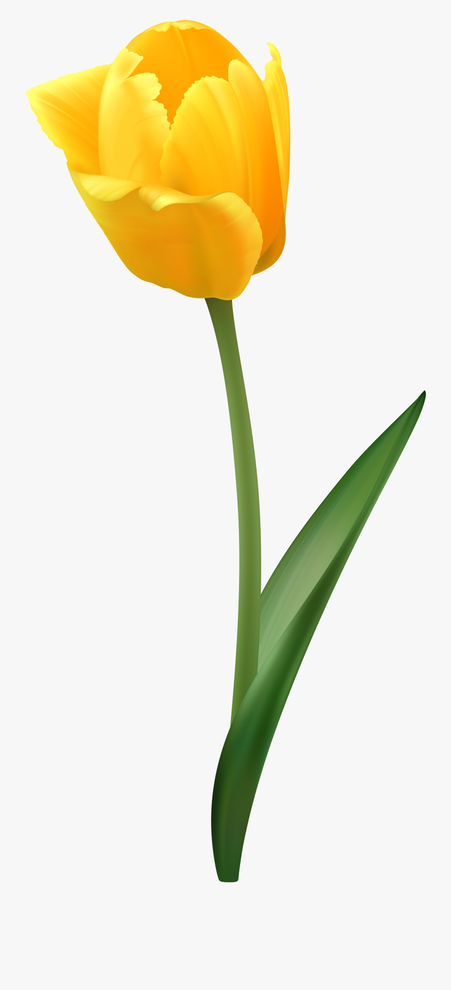 Yellow Tulip Flower Transparent Image - Flower Yellow Tulip Clipart, Transparent Clipart