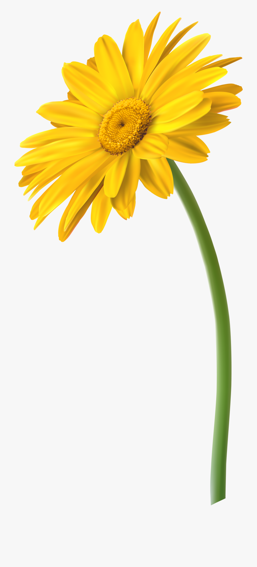 Yellow Gerbera Flower Png Clip Art Image, Transparent Clipart