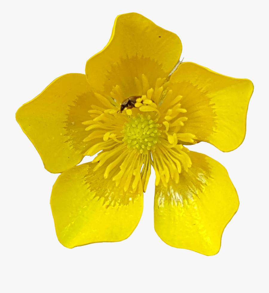 Yellow Flower Clipart 91286 Bmx Bike Transparent Background - Flower With No Background, Transparent Clipart