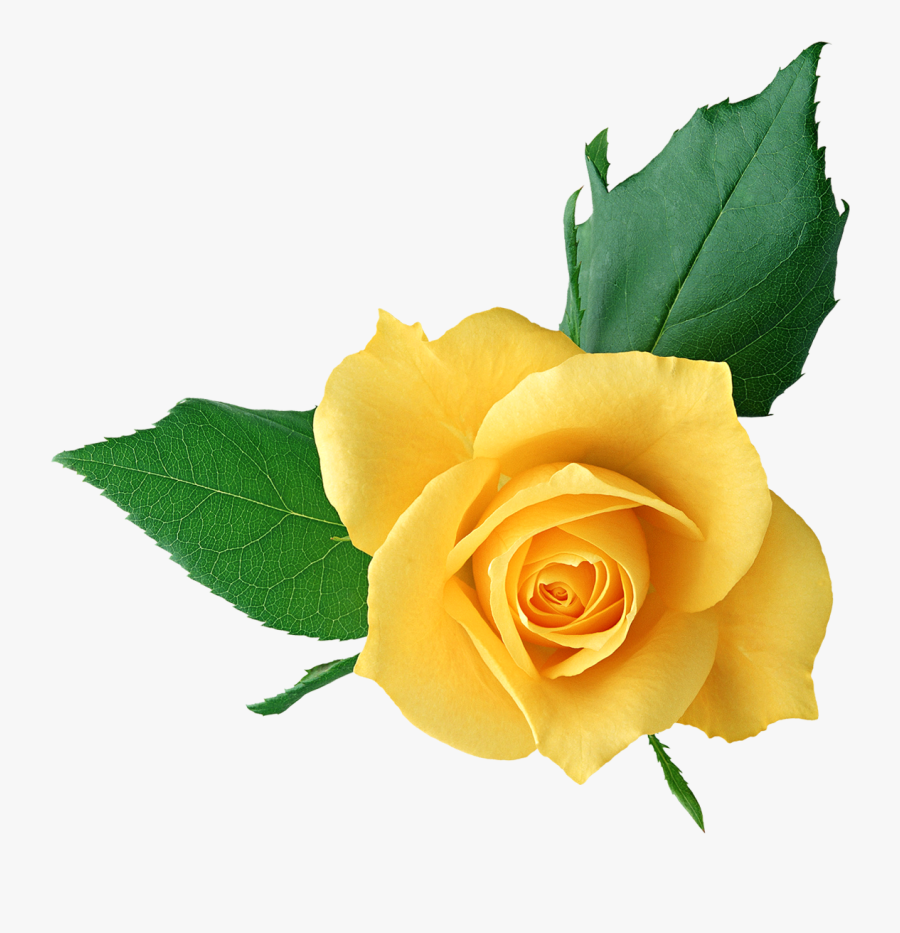 Rose Yellow Clip Art - Yellow Flower Art Transparent Background, Transparent Clipart