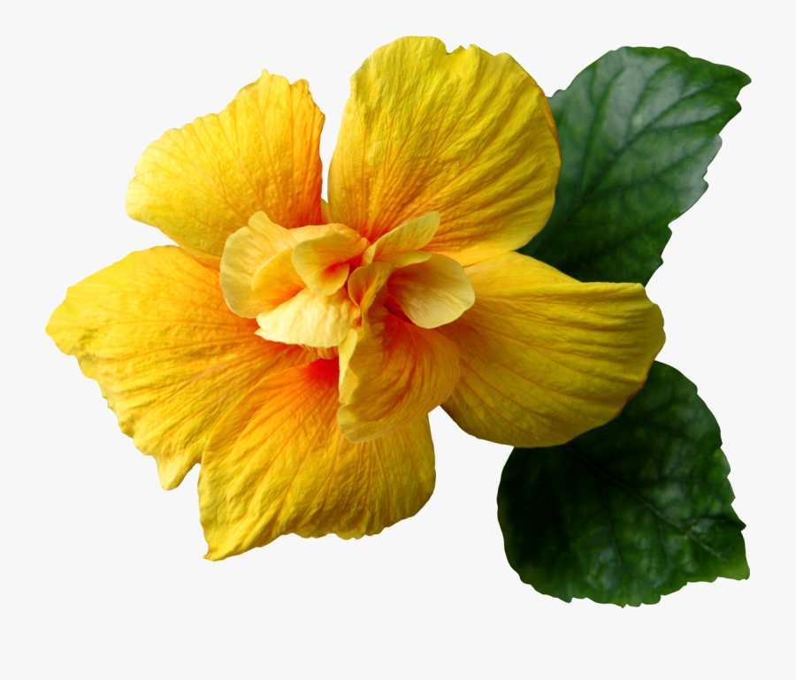 Flowers Clipart Yellow - Yellow Flower Png Transparent, Transparent Clipart