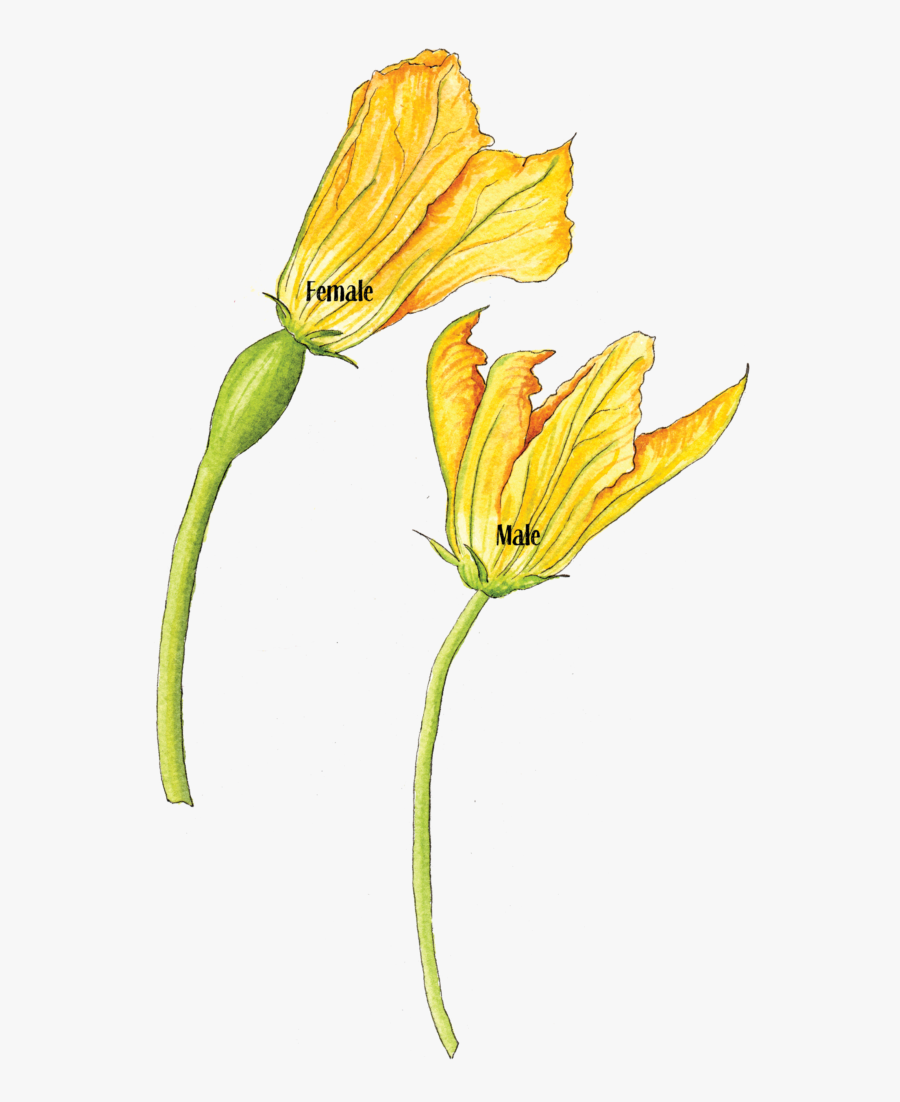 Transparent Zucchini Clipart - Squash Flower Clipart, Transparent Clipart