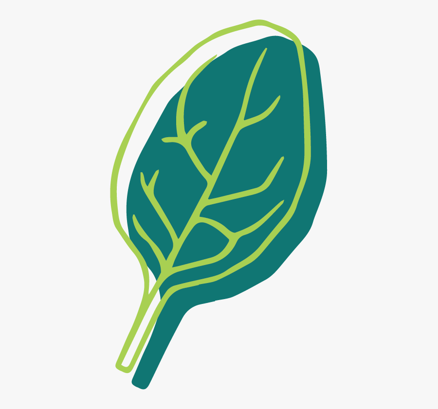 Zucchini Clipart Marrow, Transparent Clipart