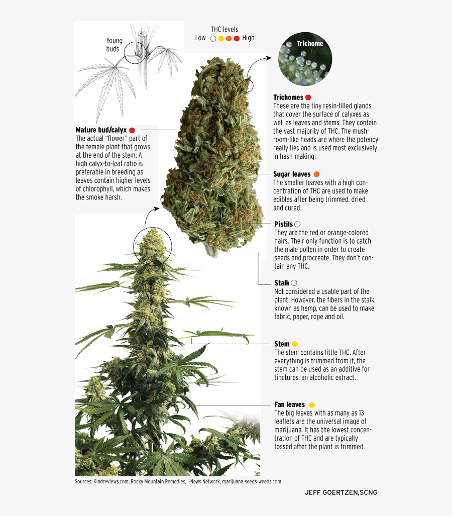 Transparent Smoking Weed Clipart Part Of The Marijuana