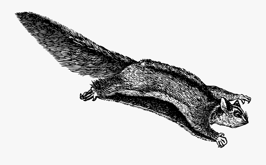 Flying Squirrel Clip Art, Transparent Clipart