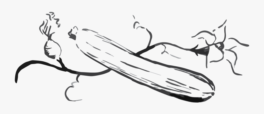 Zucchini Bread - Sketch, Transparent Clipart