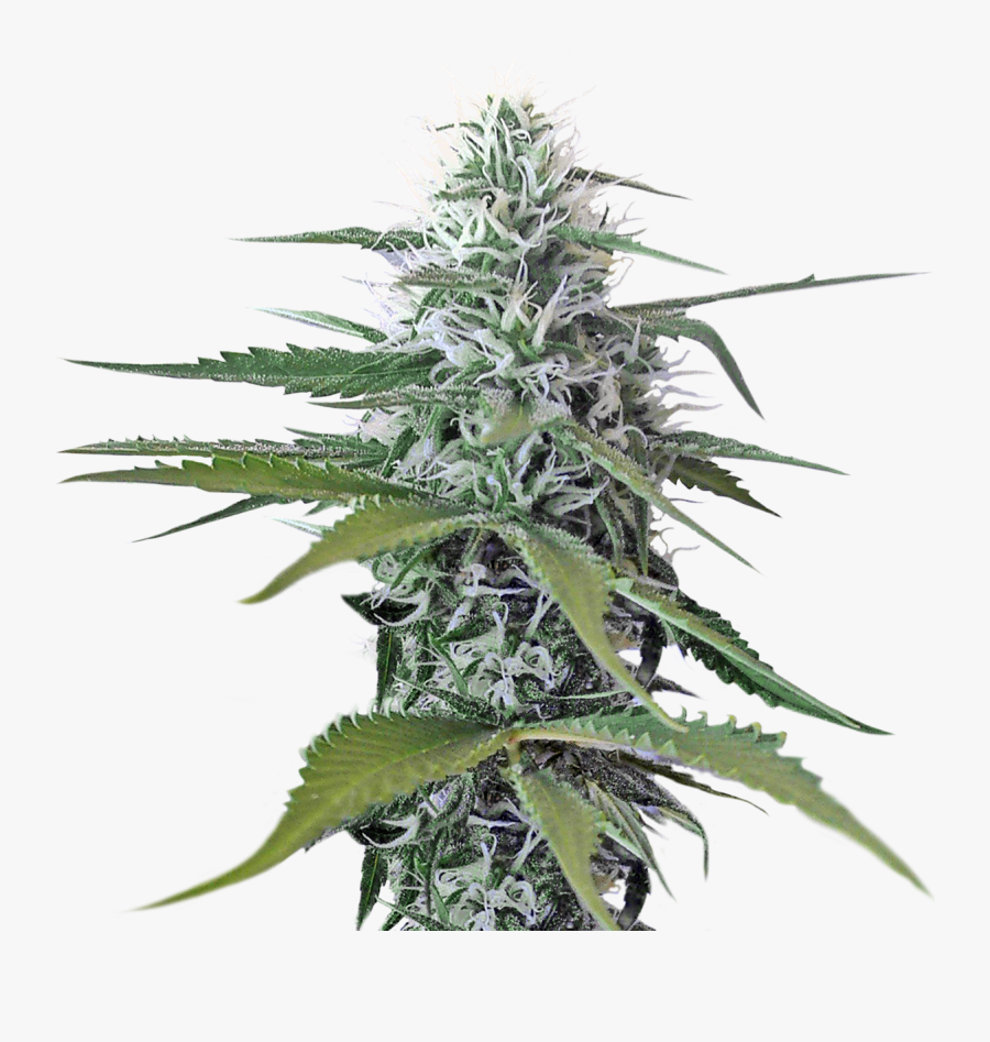 Weed - Transparent Background Weed Png, Transparent Clipart