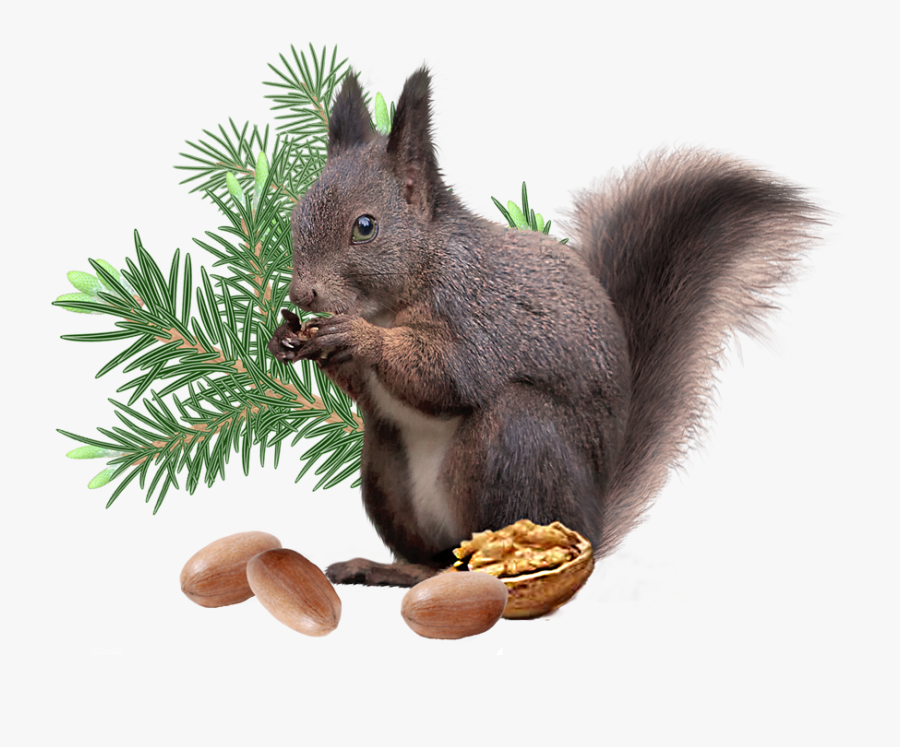 Clip Art Png File Decoration - Fox Squirrel, Transparent Clipart