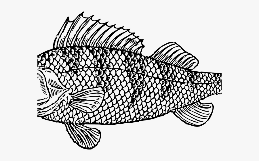 Animals With Scale Clipart, Transparent Clipart