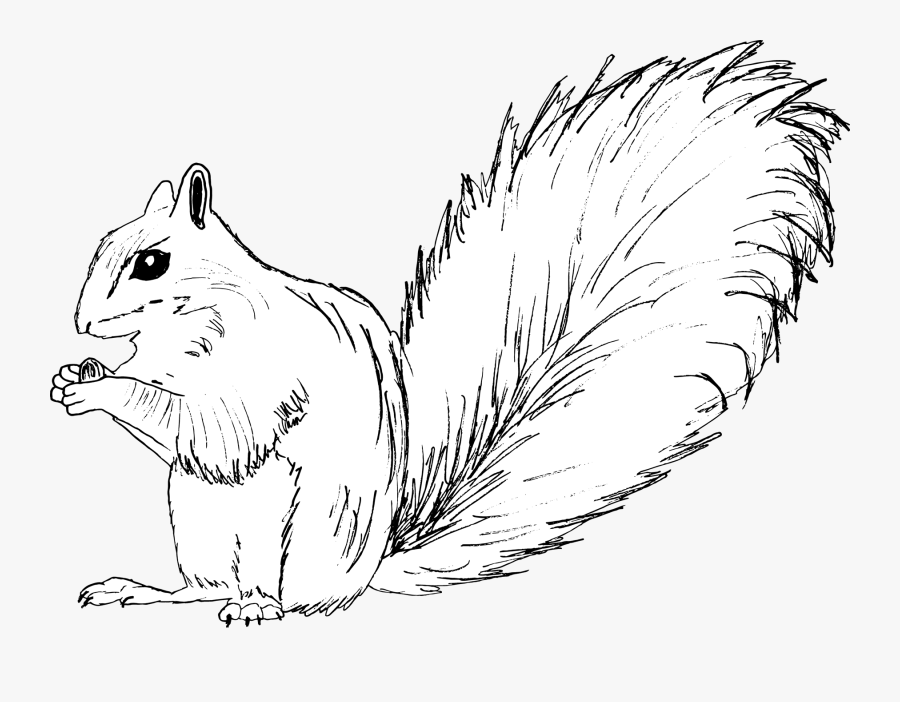 Fox Squirrel, Transparent Clipart