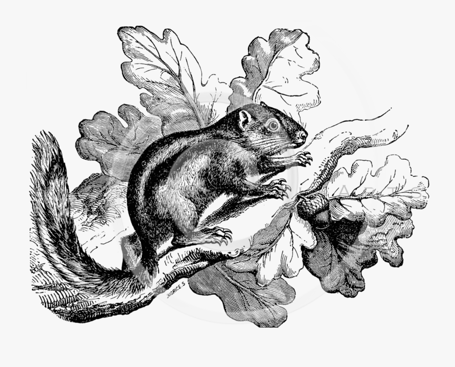 Illustration, Transparent Clipart