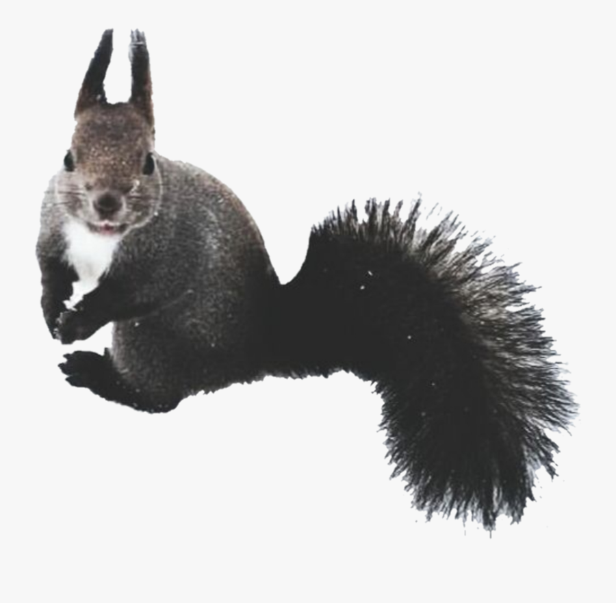 #squirrel #pet #nature #cute #animal - Fox Squirrel, Transparent Clipart