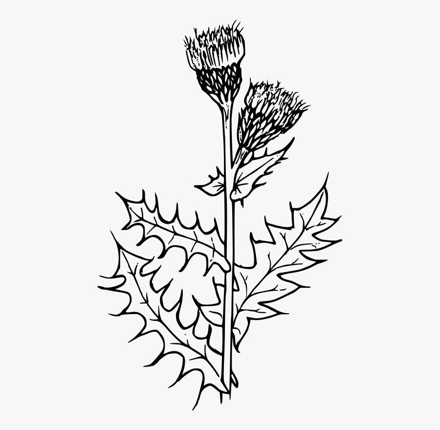 Line Art,plant,flora - Milk Thistle Plant Drawing, Transparent Clipart