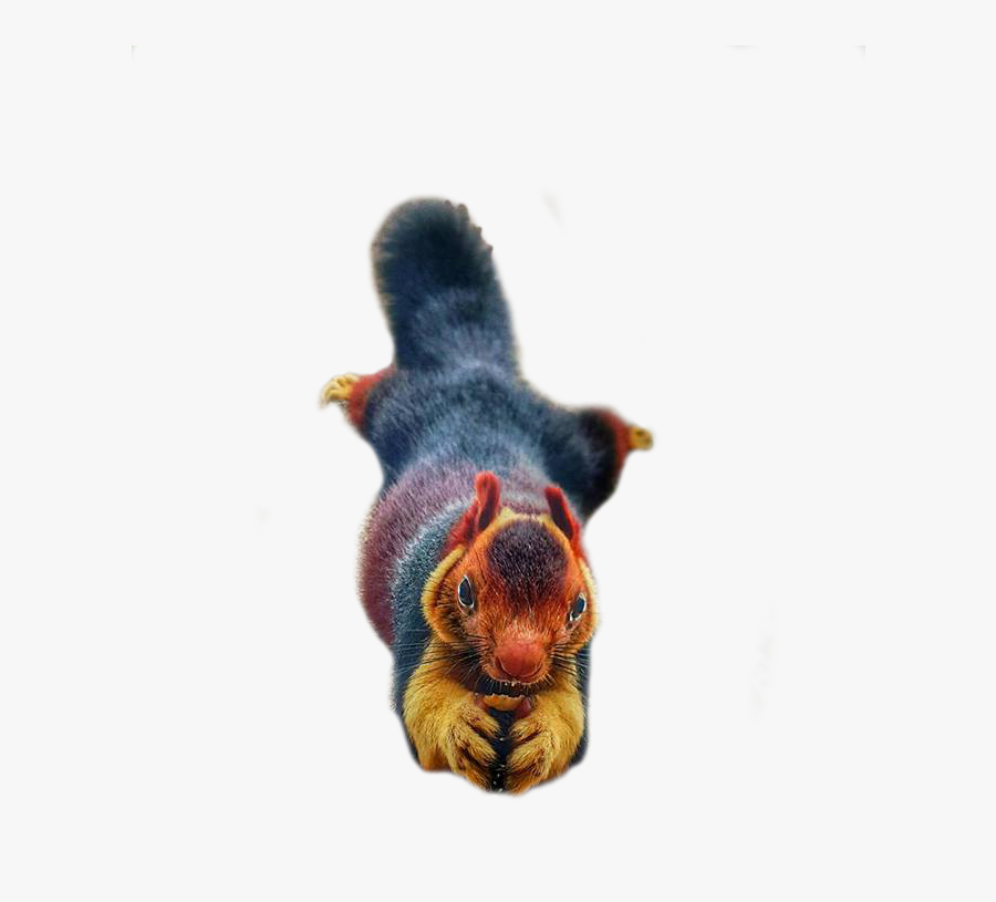 Clip Art Cutouts Animalcolorful, Transparent Clipart