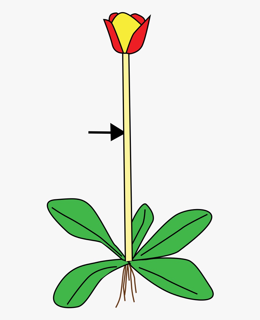 Https - //commons - Wikimedia - Org/wiki/file - Stem - Stem Of Plant Clipart, Transparent Clipart