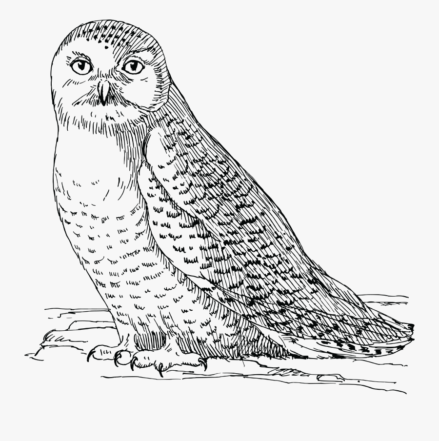 Free Clipart Of An Owl - Snowy Owl Black And White Clipart, Transparent Clipart