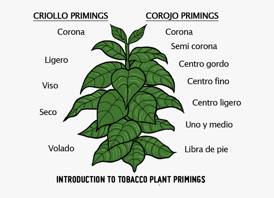 Clipart Tobacco Plant - Tobacco Plant Tobacco Clipart, Transparent Clipart