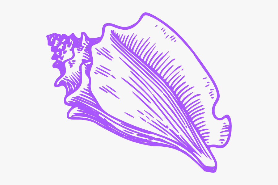 Clip Art Jpg Transparent Download - Purple Shell Clip Art, Transparent Clipart