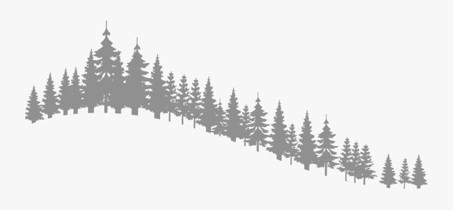 Reasons To Plan - Shortleaf Black Spruce, Transparent Clipart
