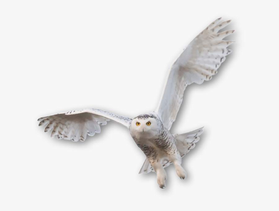 Transparent Snowy Owl Clipart - Snowy Owl Png, Transparent Clipart