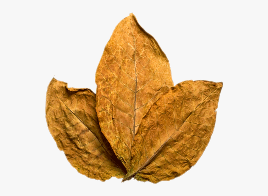 Images Free Download - Tobacco Png, Transparent Clipart