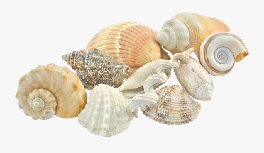 Clip Art Shells Collection - Shell, Transparent Clipart