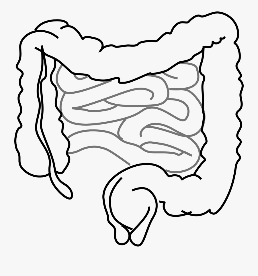 Banner Freeuse Health Drawing Black And White - Intestines Clipart, Transparent Clipart