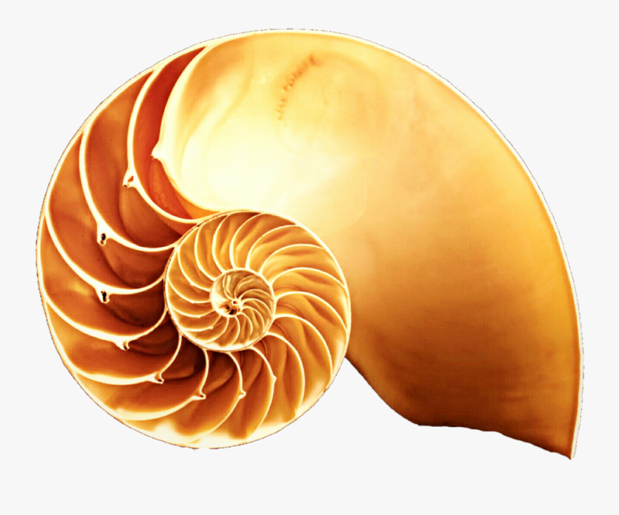 Snail Pencil And In - Snail Shell Cut In Half, Transparent Clipart