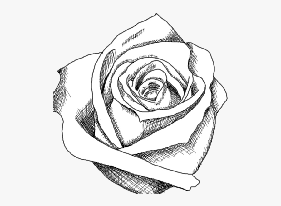 Rose Black And White Drawing Of Clipart Transparent - Cool Images Black And White, Transparent Clipart