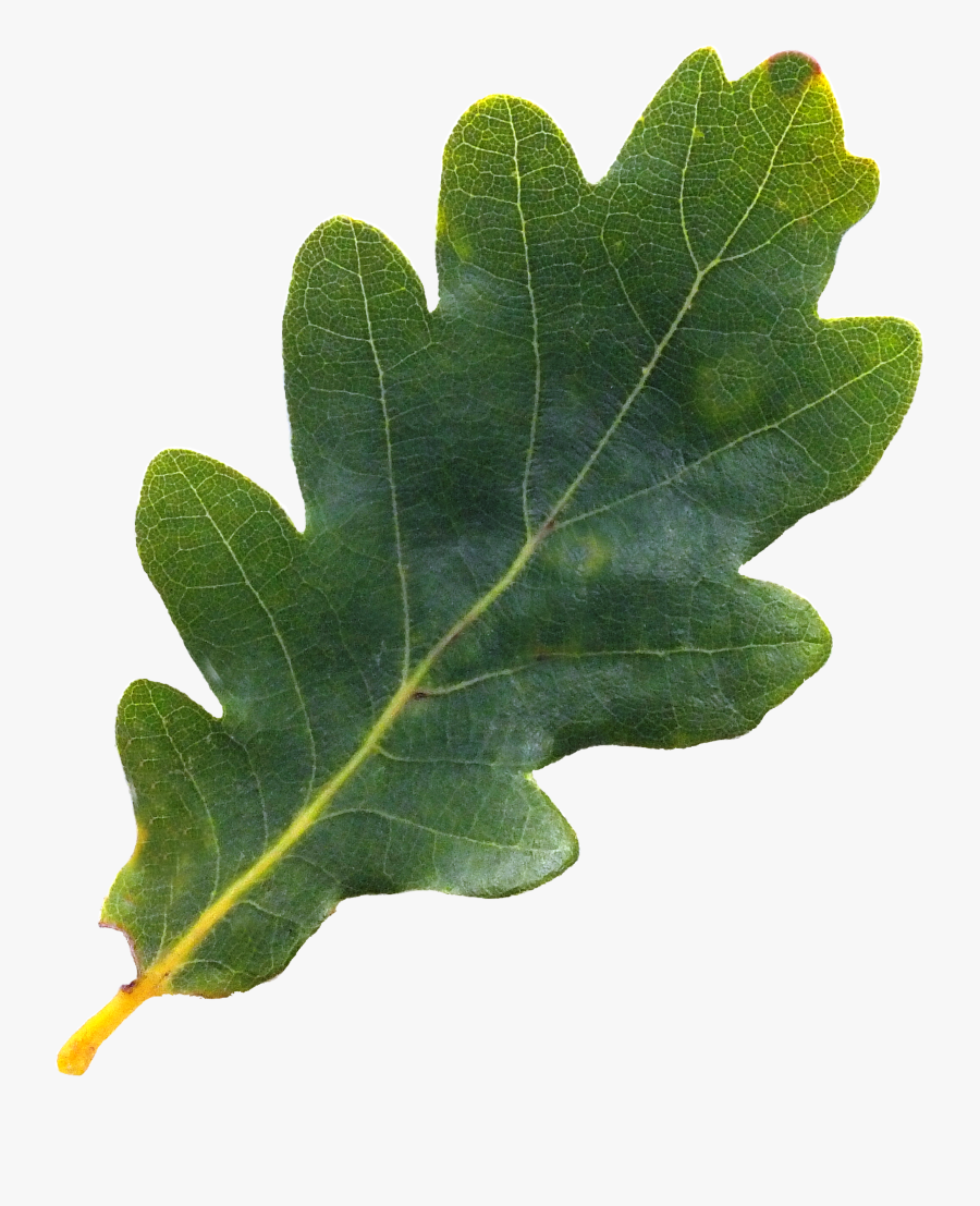 Clip Art For Free Download - Oak Tree Leaf Png, Transparent Clipart