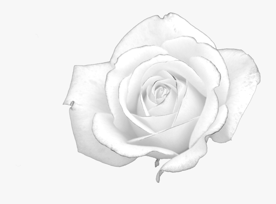 Rose Black And White - Rose Real Hd Black And White, Transparent Clipart