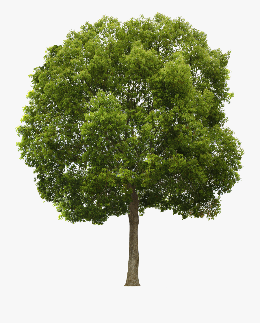 Tree Cliparts Png Narra - Tree Png Transparente, Transparent Clipart