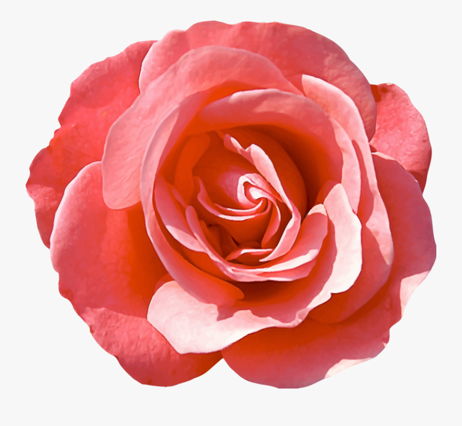 Pink,plant,flower - Isolated Rose, Transparent Clipart