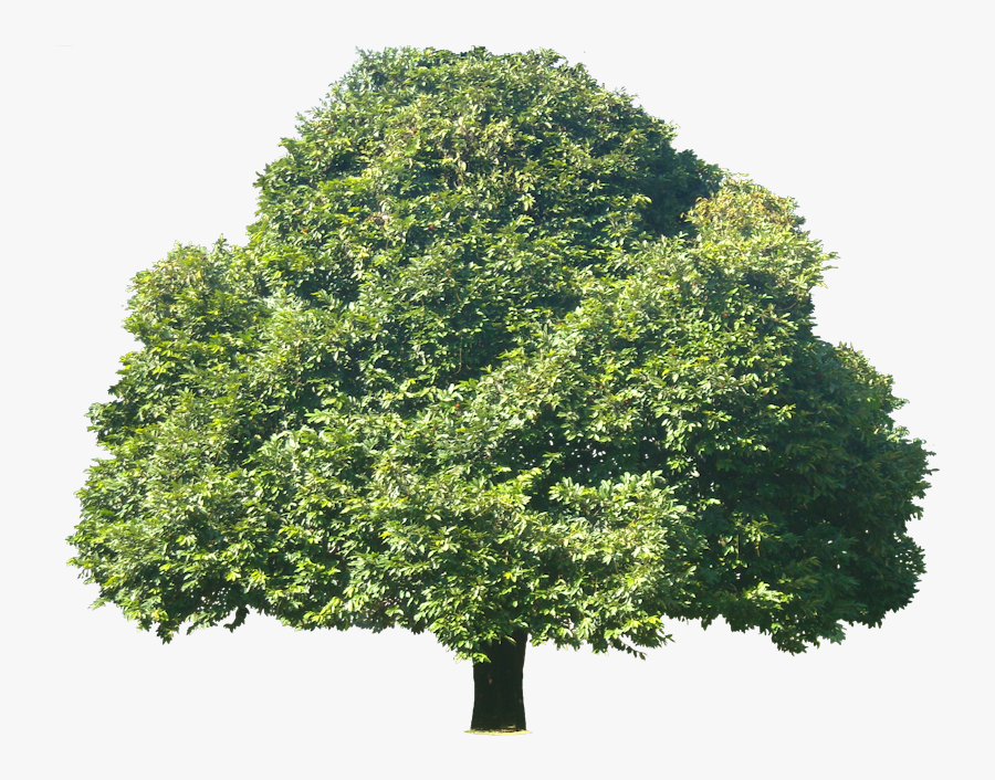 American Holly, Transparent Clipart