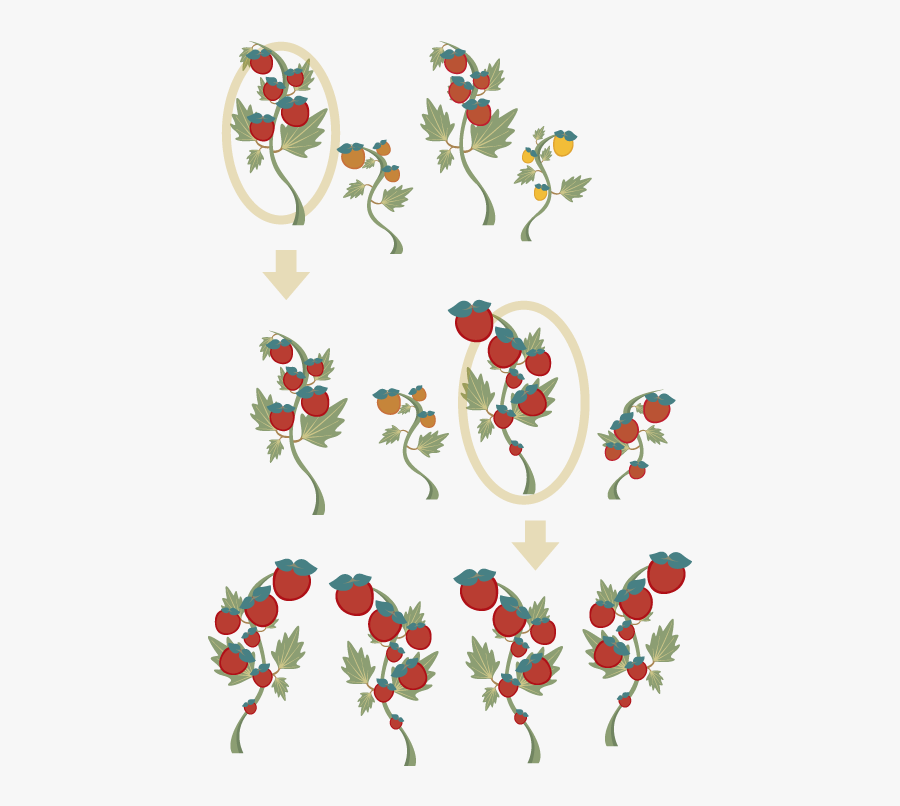 Seeds Clipart Plant Breeding, Transparent Clipart