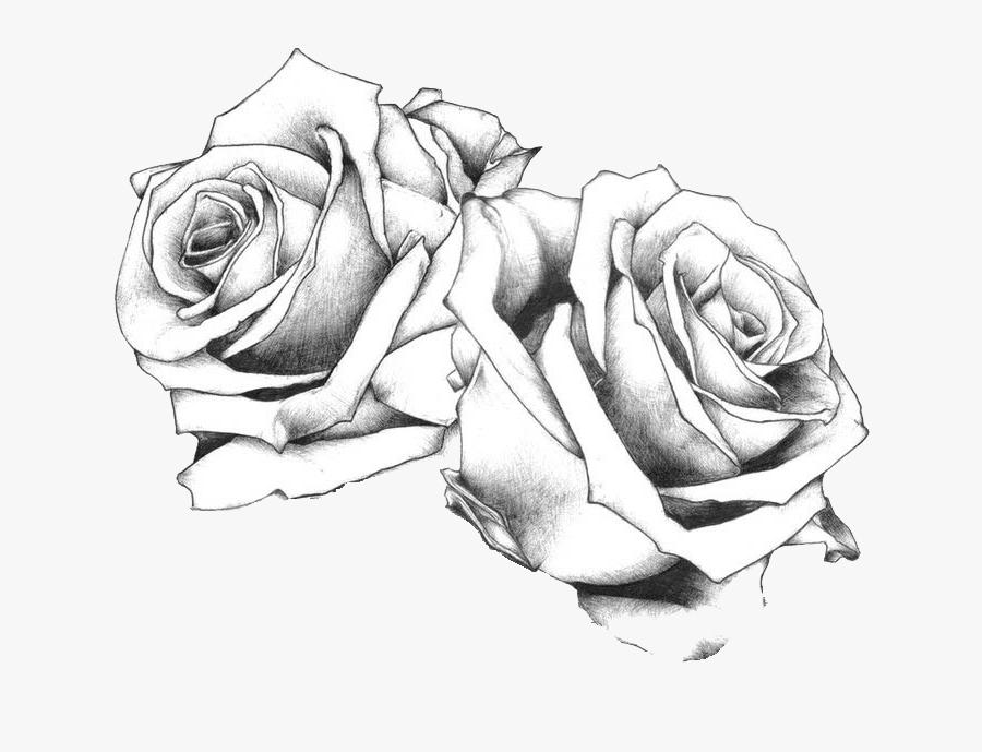 Rose Clipart Sketch - Drawing Of Rose Transparent Background, Transparent Clipart