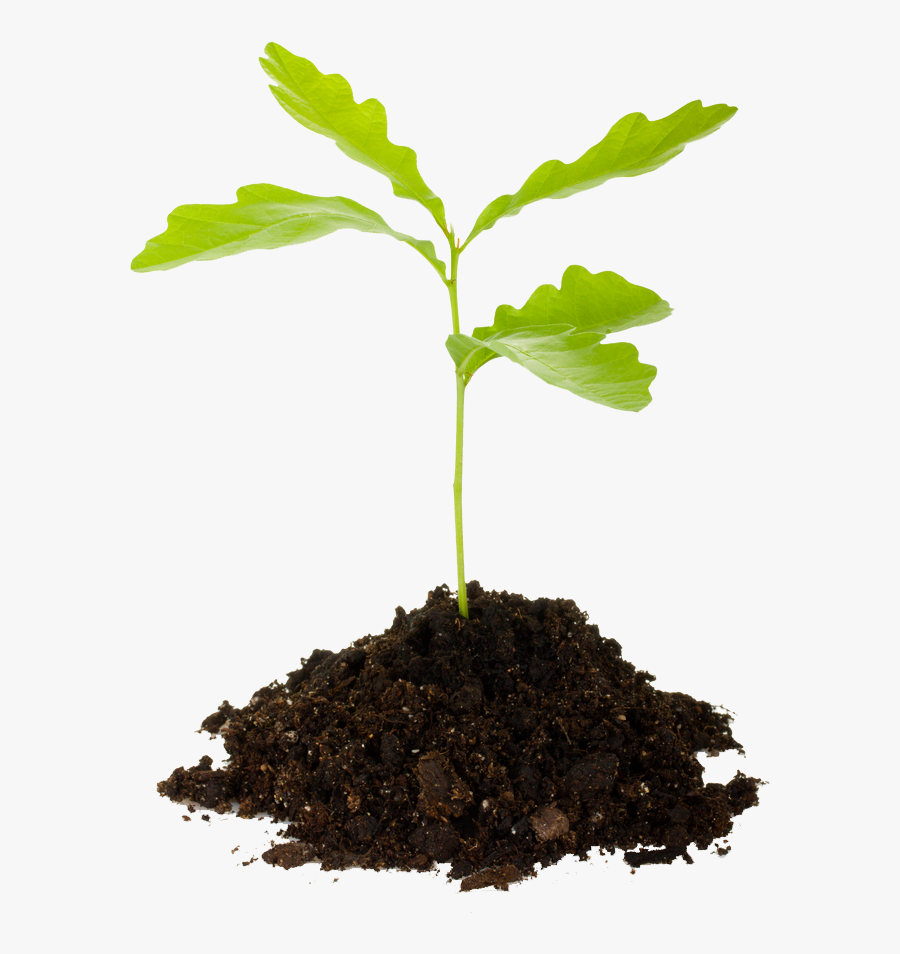 Last Chance For Spring 2013 Tree Planting - Oak Tree Sprout, Transparent Clipart