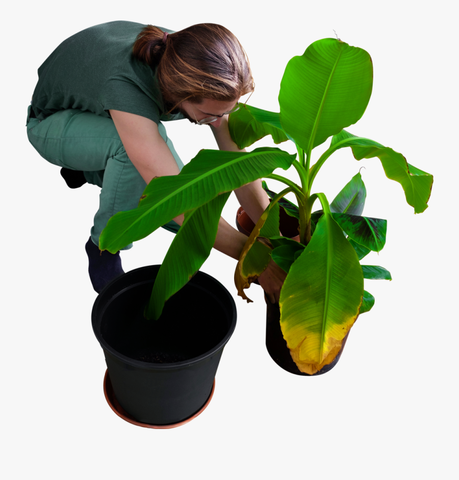 Transparent Gardener Clipart - People Planting Trees Png, Transparent Clipart