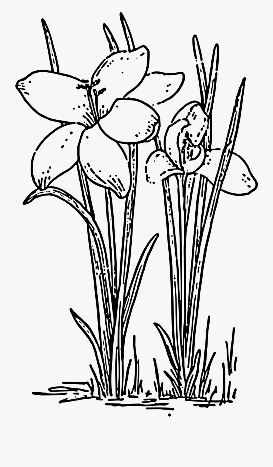 Line Art,plant,flora - Rose Plant Black And White, Transparent Clipart